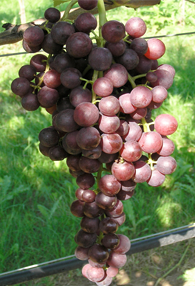Tafeltraube 'Heike'